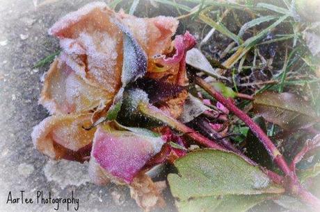 frosted roses