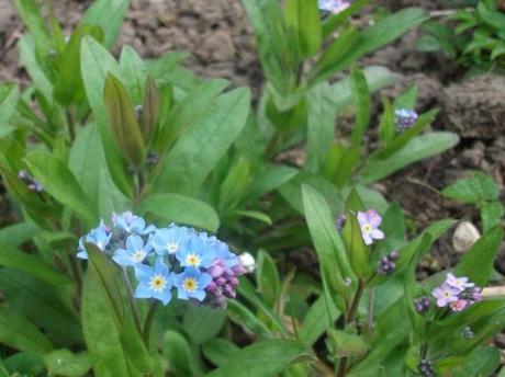 Forget me nots