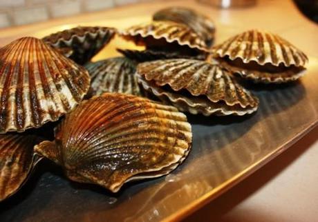 NAPPEAGUE HARBOR BAY SCALLOPS