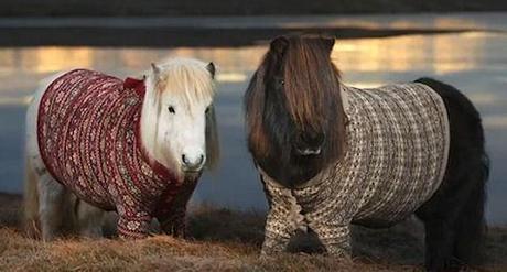 Shetland Ponies In Cardigans