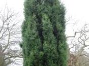 Plant Week: Cupressus Dupreziana