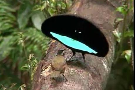 superb bird of paradise in its' mating dance | Birds of paradise ...