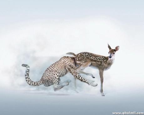 Amazing Pictures Photgraphy (5)