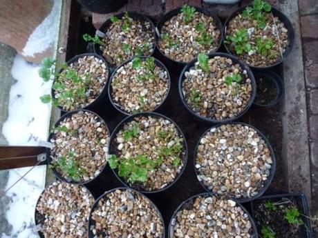 Ranunculus plants in pots of gritty compost.