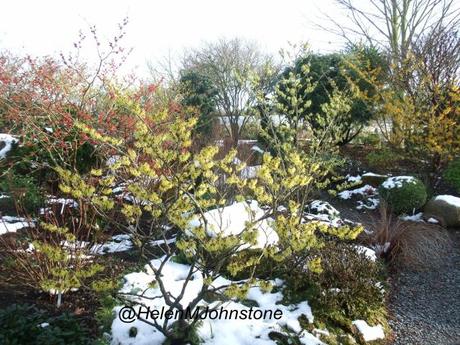 John Massey's winter garden