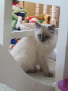 The Week in Kitten - 27 January 2013