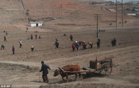 Farming communities, such as these pictured outside the capital Pyongyang last year, have been desperately hit by drought which has led to reports of people turning to cannibalism in a bid to ward off starvation 