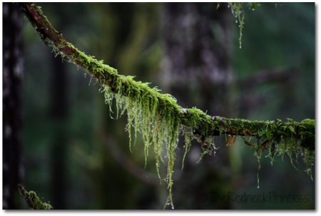 branch in moss