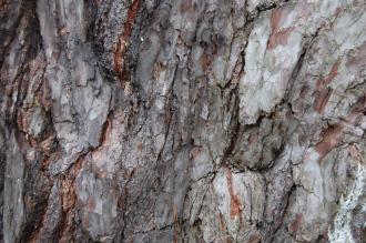Pinus muricata Bark (06/01/2013, Kew Gardens, London)
