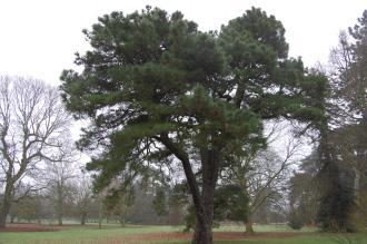Pinus muricata (06/01/2013, Kew Gardens, London)