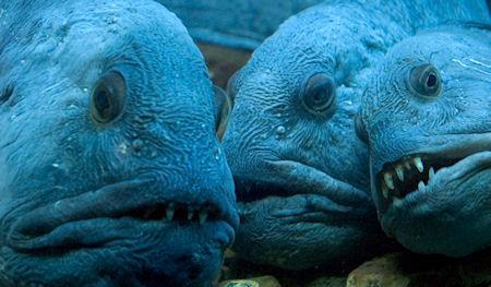 The Wolffish