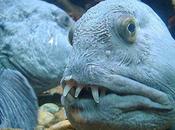 Wolffish