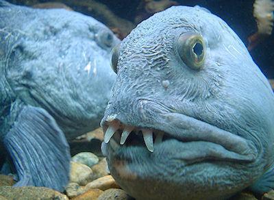 The Wolffish