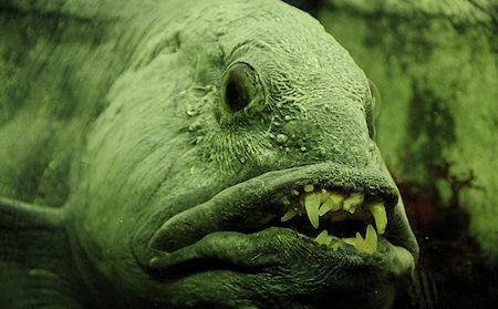 The Wolffish