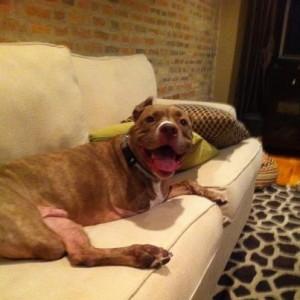 Fifty’s Story: fighting breed-specific legislation, 2 legs at a time