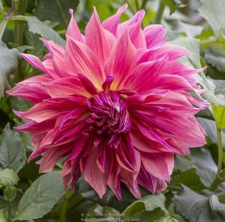 Dahlia