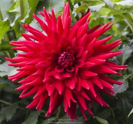 Kenora Wildfire Dahlia