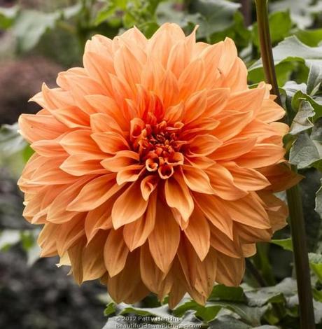 Clyde's Choice Dahlia