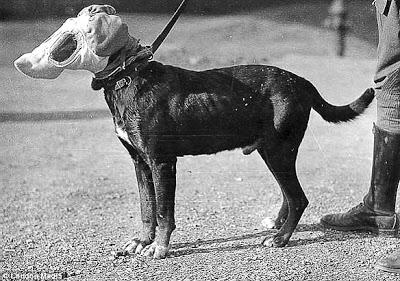 DOGS of Honor: World War II DOGS Shown in Gas Masks!
