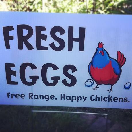 Fresh Eggs!