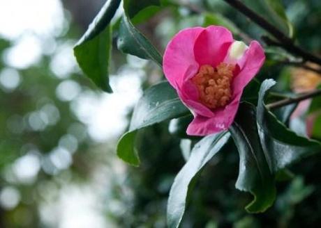Camellia sasanqua flower opening in January