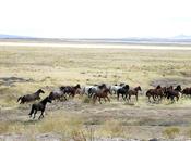 Unbranded: 3000-Mile Journey Through American West Horseback