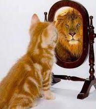 cat-lion-perception-reality