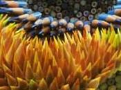 Pencil Urchin Sculptures Jennifer Maestre