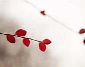 Nature photograph, A little bit of red, 5 x 7, fine art photography print - vibrant red leaves winter home decor modern minimal art - photographybykarina Nature photograph, A little bit of red, 5 x 7, fine art photography print - vibrant red leaves winter home decor modern minimal art - photographybykarina