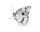 Pencil zen drawing Reproduction Art Print of a Butterfly. Illustration of my Book. Animal drawing. Archival print. - minimani Pencil zen drawing Reproduction Art Print of a Butterfly. Illustration of my Book. Animal drawing. Archival print. - minimani