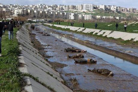 Incredibly scary news from Syria and Egypt this morning. In Aleppo, scores of men were found, bound and shot in the back of the head. It’s been a long time since I’ve been confronted with a photograph this disturbing. 