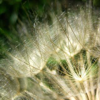 old edit, Beautiful golden rays of light play along the fine delicate filaments of an autumn seed head