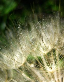 old crop, Beautiful golden rays of light play along the fine delicate filaments of an autumn seed head