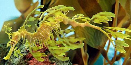 Leafy Seadragon - A Fish That Drifts Along Looking Like Seaweed