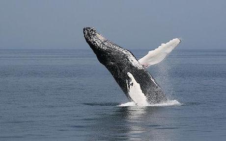 The Majestic Beauty Of Whales In The Wild