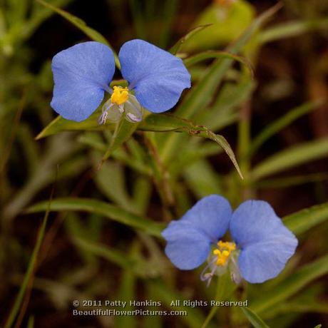 Erect Dayflower - commelina erecta