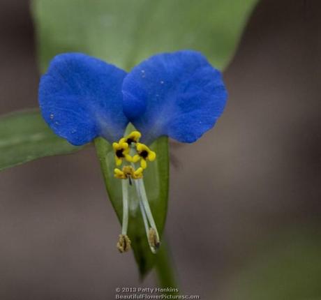 Asiatic Dayflower - commelina communis