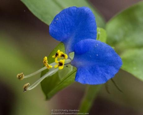 Asiatic Dayflower - commelina communis