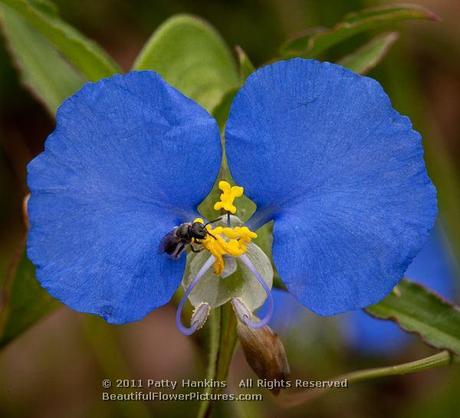 Erect Dayflower - commelina erecta