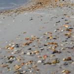 Shells,-St-Andrews-State-Park-beach