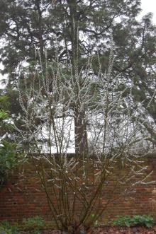 Salix aegyptiaca (06/01/2013, Kew Gardens, London)