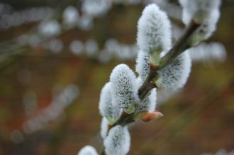 Salix aegyptiaca Buds (06/01/2013, Kew Gardens, London)