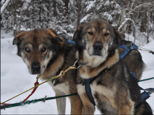 Blind sled dog thrives with brother’s help