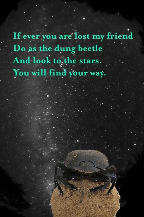 Beetle + Milky Way by Emily Baird (Text added)