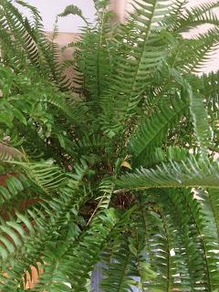 How NOT To Kill A Boston Fern Houseplant