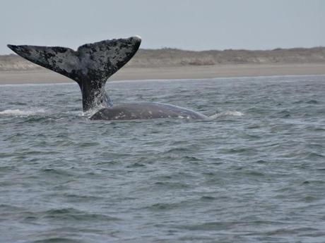 Whale Watching in Baja