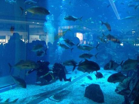 Aquarium in The Dubai Mall