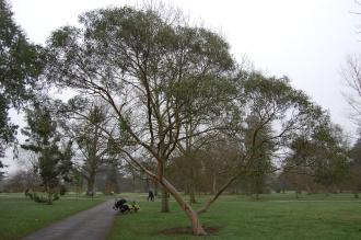 Eucalyptus glaucescens (06/01/2013, Kew Gardens, London)