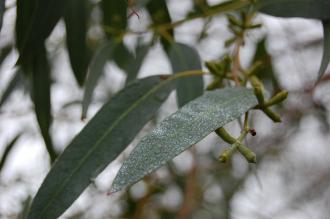 Eucalyptus glaucescens Leaf (06/01/2013, Kew Gardens, London)