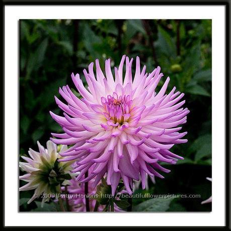 Taratahi Lilac Dahlia